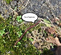 the smallest worm will turn, being trodden on